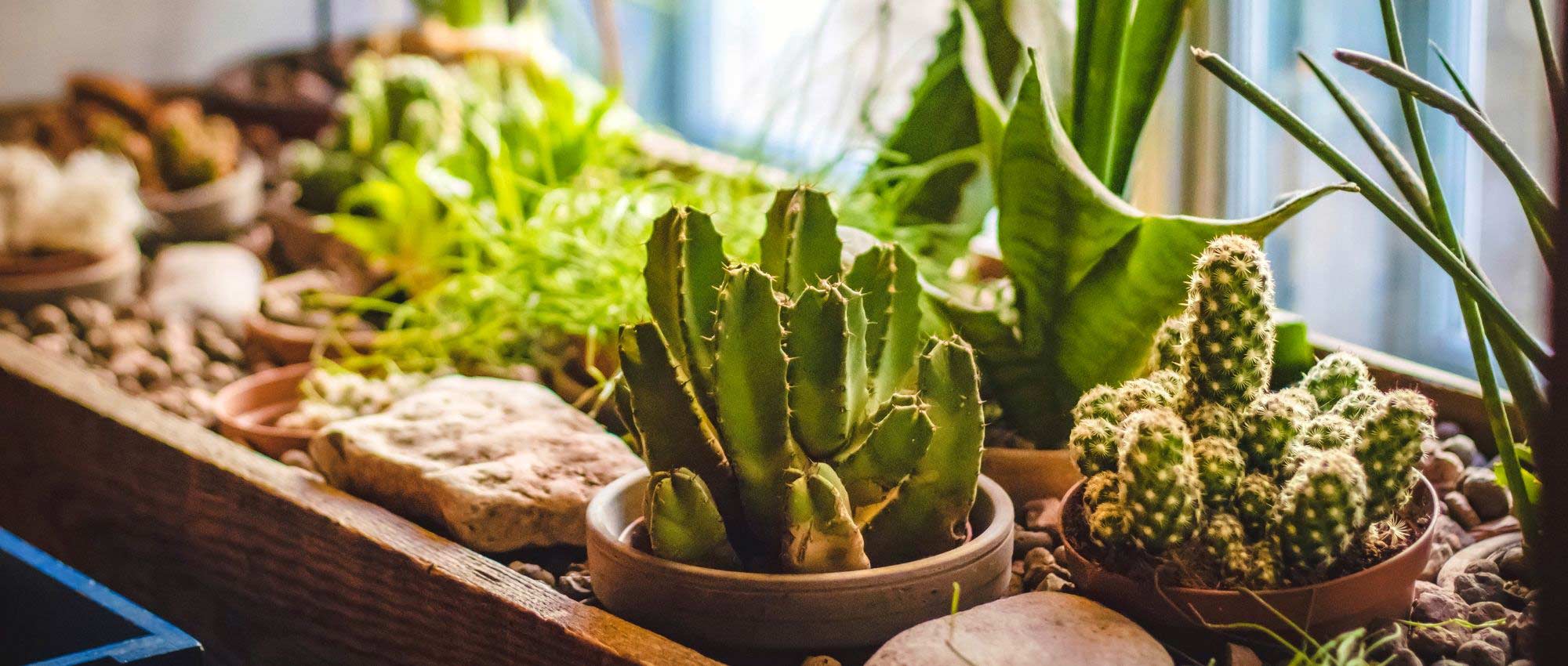 Cactus : nos conseils pour les arroser