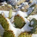 Comment protéger les cactus en hiver ?