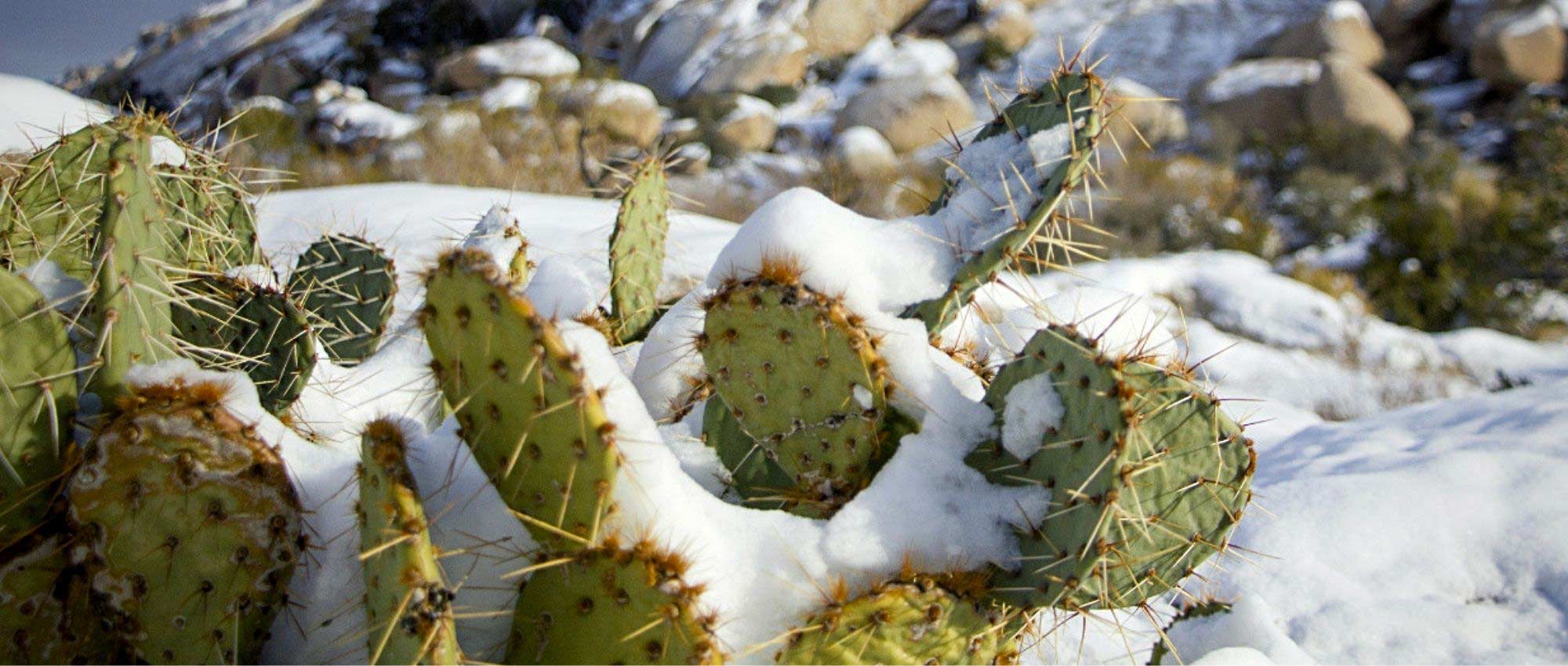 Comment protéger les cactus en hiver ?