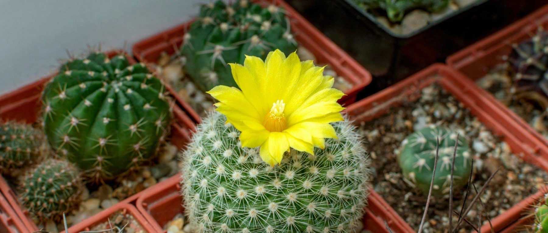 Comment planter un cactus en pot ?