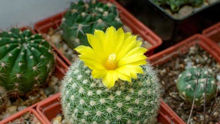 Comment planter un cactus en pot ?