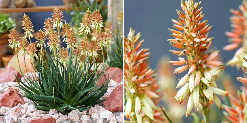 7 cactus et plantes grasses emblématiques - Promesse de Fleurs