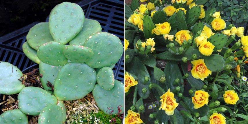 7 cactus et plantes grasses emblématiques - Promesse de Fleurs