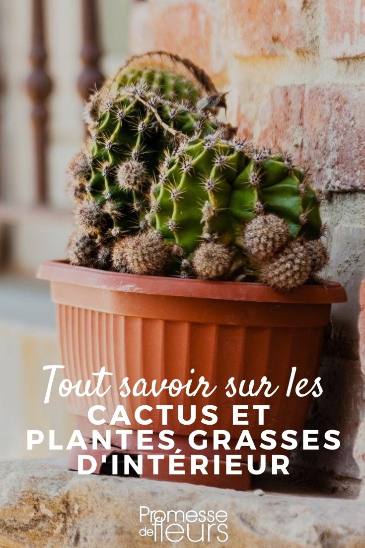 Mini Cactus et Succulentes - 20 pièces + pots 