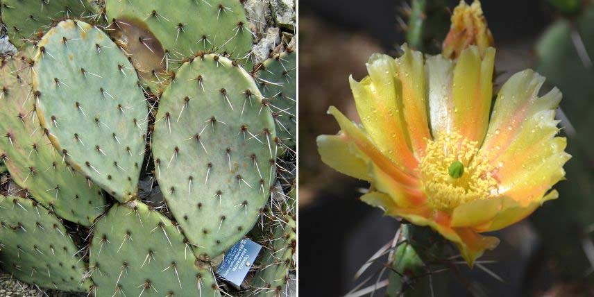 7 cactus et plantes grasses emblématiques - Promesse de Fleurs