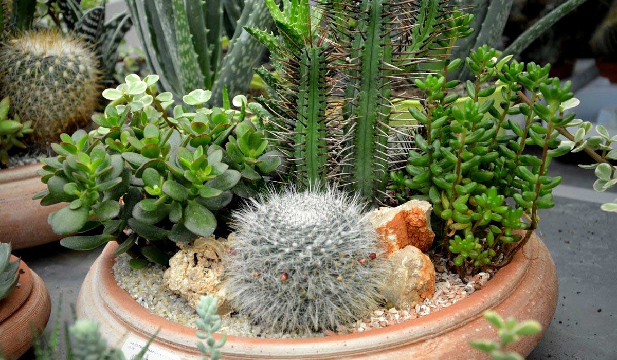 Cactus et plantes succulentes en pot