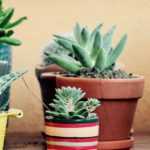 Cactus et plantes grasses d’intérieur : cultiver et entretenir