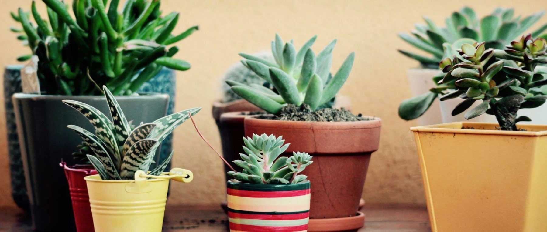 Mini Cactus et Succulentes - 20 pièces + pots 