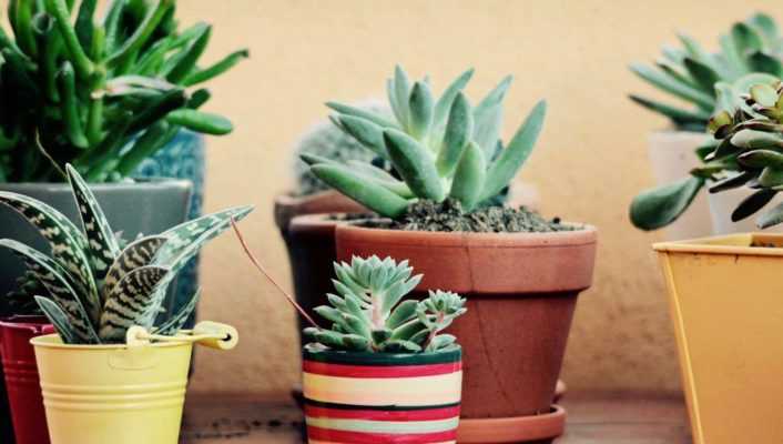 Cactus et plantes grasses d’intérieur : cultiver et entretenir
