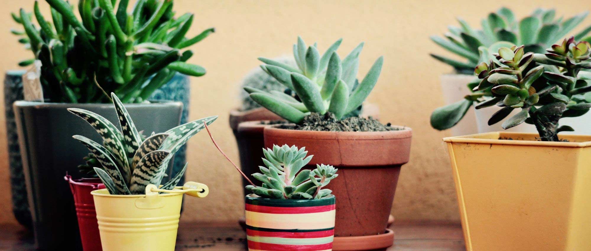 1 Set De 6 Pièces Petites Plantes Faux Dans Des Pots Blancs - Temu