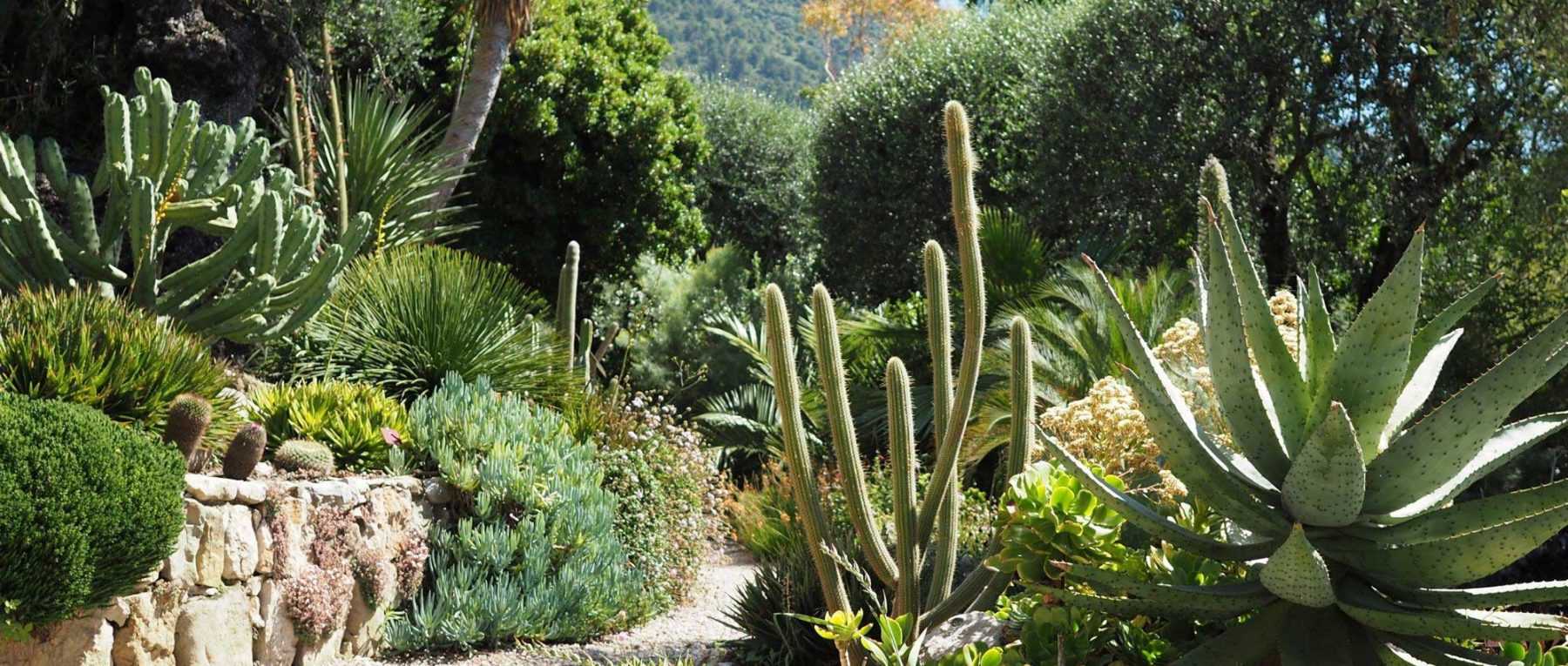 plantes grasses pour extérieur : succulents et cactus de jardin
