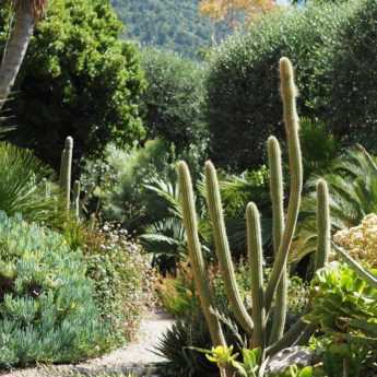 7 cactus et plantes grasses emblématiques