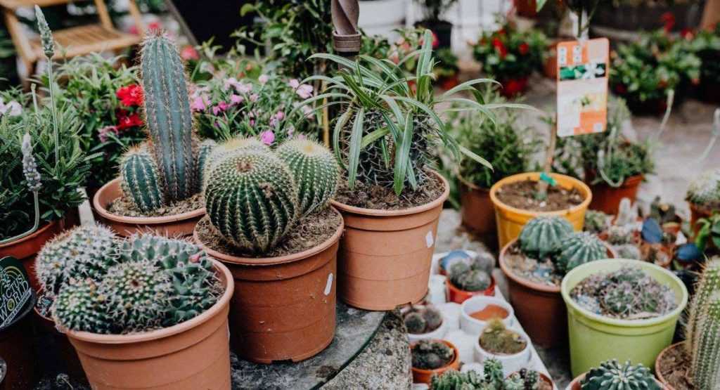 Cactus quand et comment les planter en pot