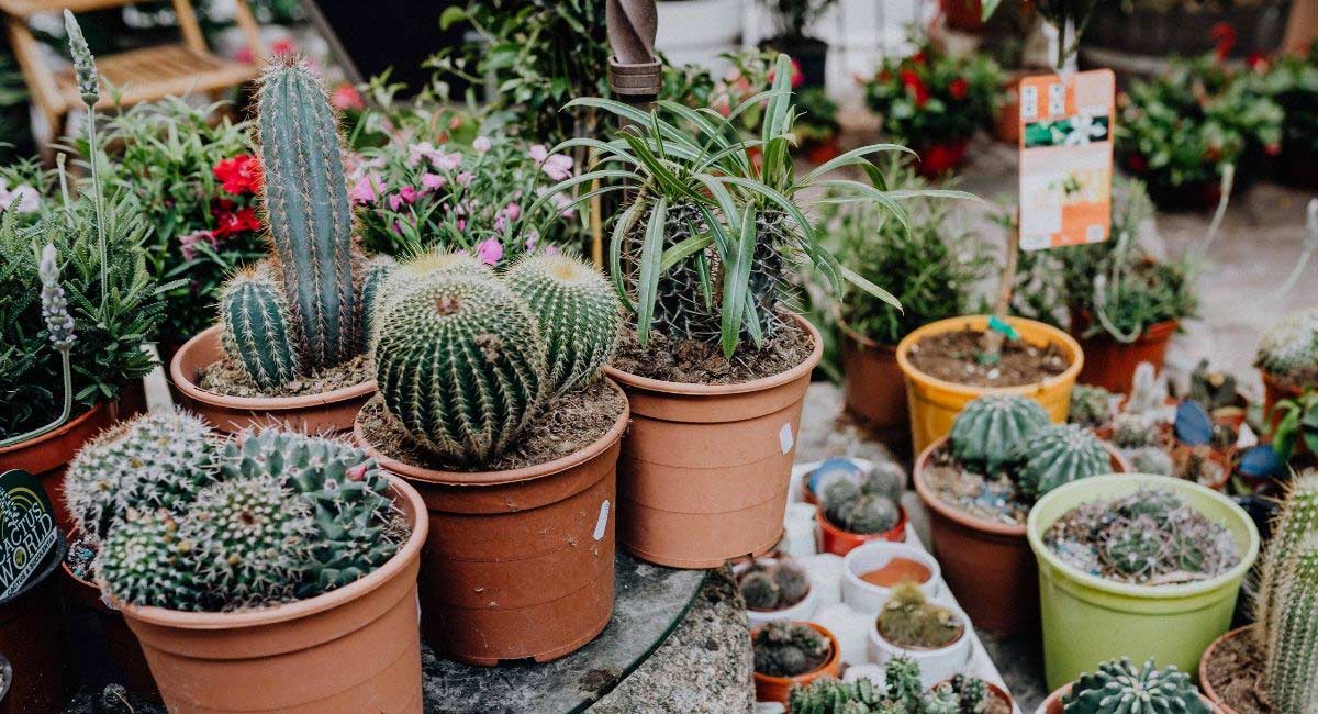 Différentes espèces de cactus en pot