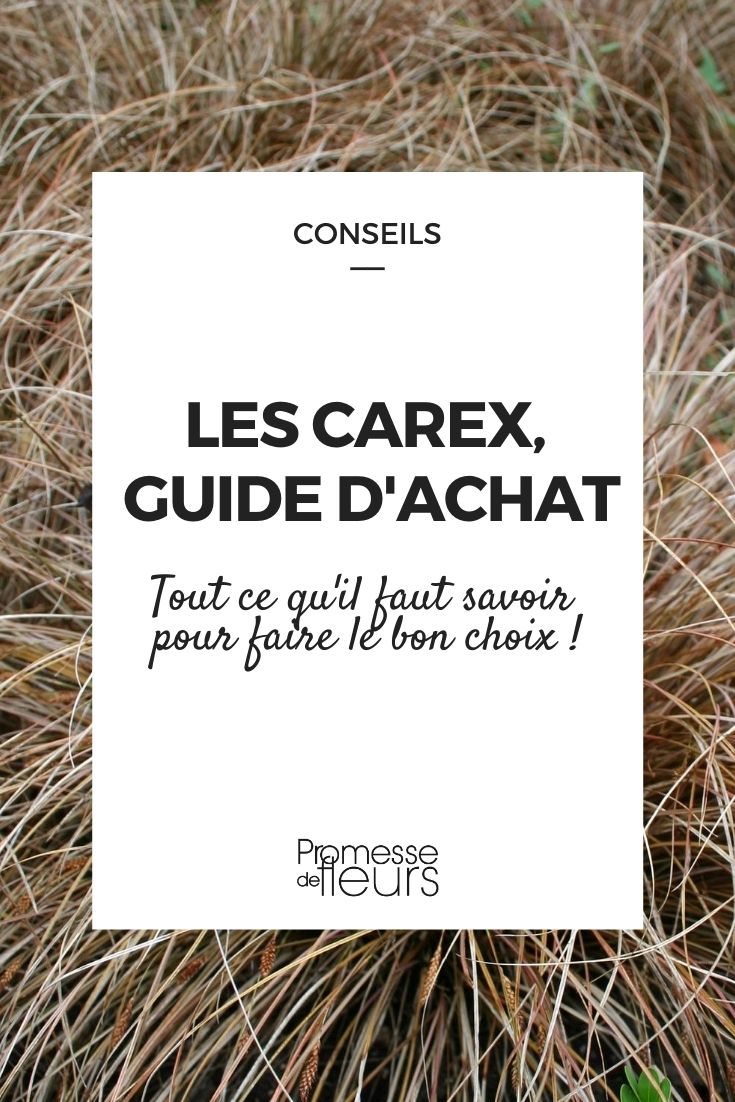 Les Carex : guide d'achat