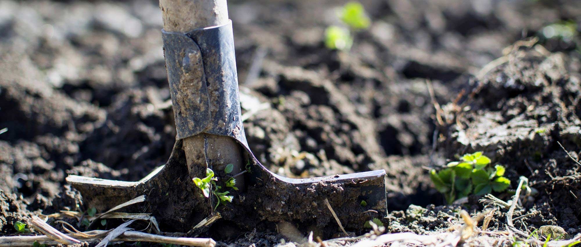 Quels engrais pour les plantes vertes en hiver