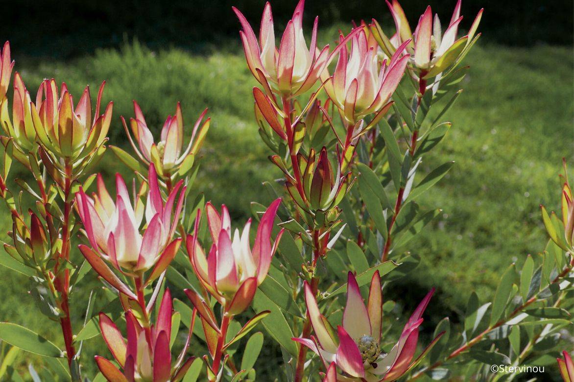 leucadendron