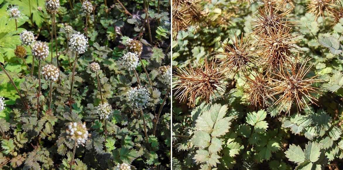 Acaena ou Lampourde : floraison et fructification