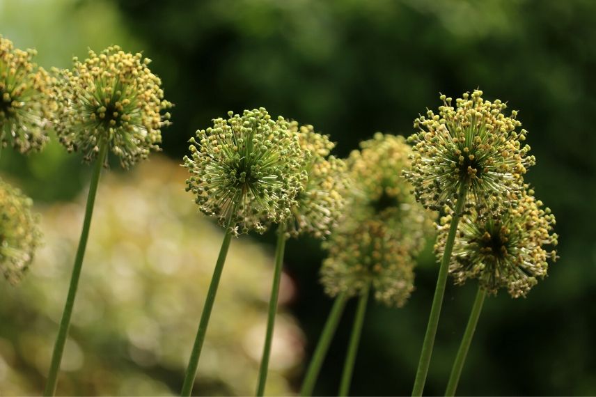 allium bouquet