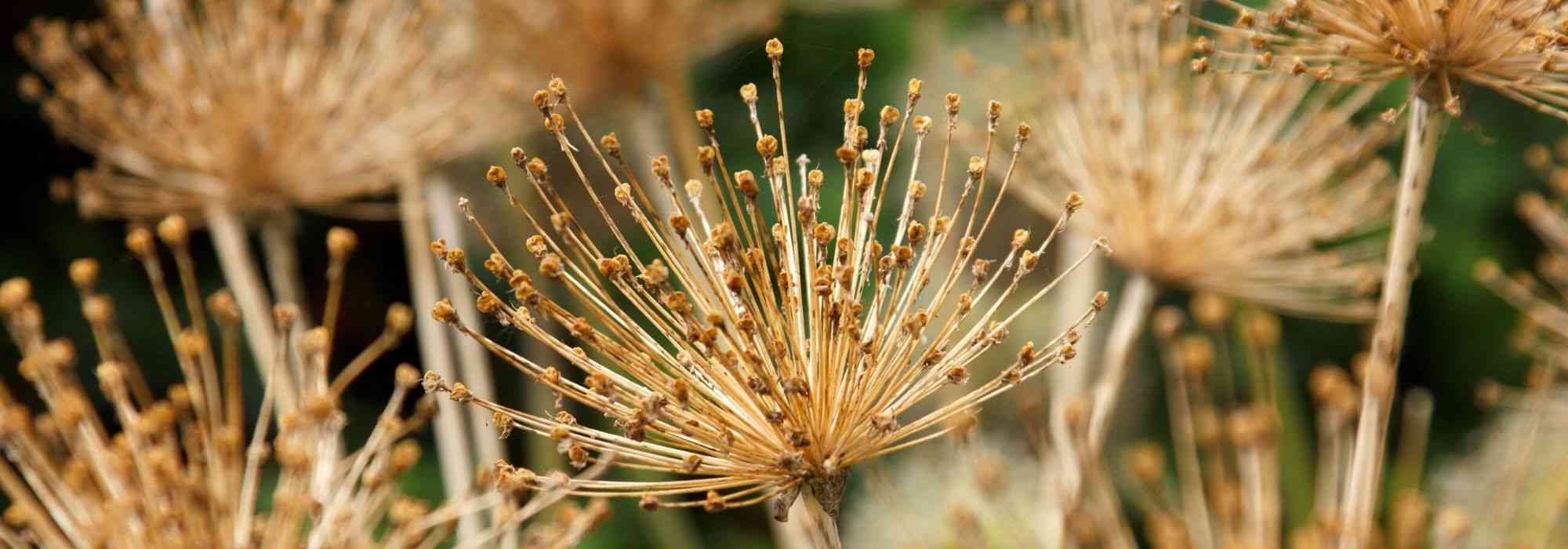 Comment faire sécher les fleurs d’Allium ?