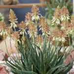 L'Aloe Safari Sunrise : une plante succulente compacte, élégante et ultra florifère !