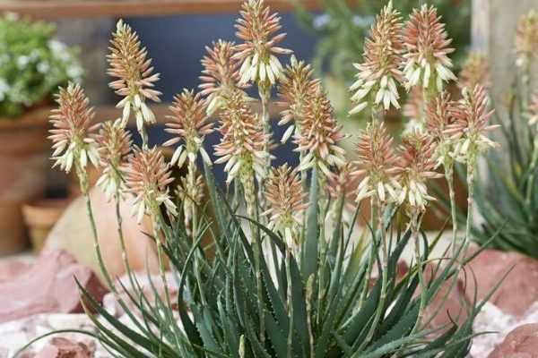 L'Aloe Safari Sunrise : une plante succulente compacte, élégante et ultra florifère !