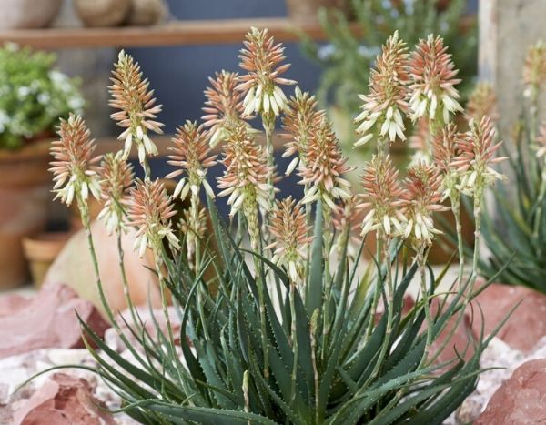 L'Aloe Safari Sunrise : une plante succulente compacte, élégante et ultra florifère !