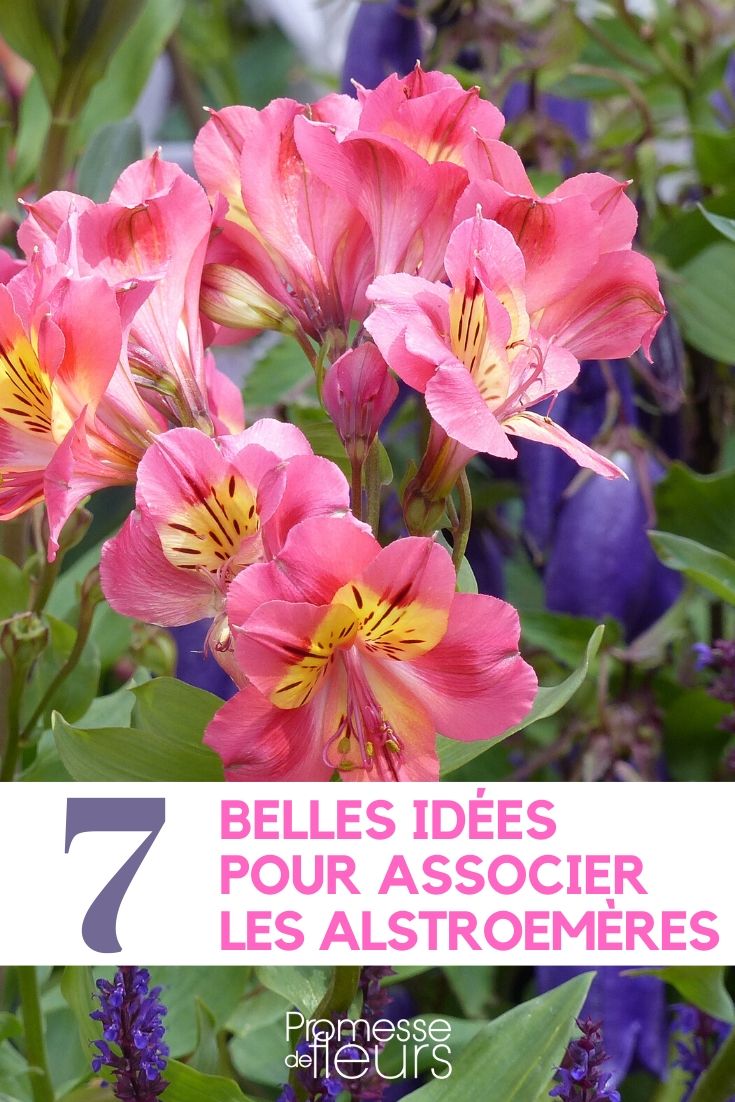 7 idées pour associer les Alstroemeria au jardin