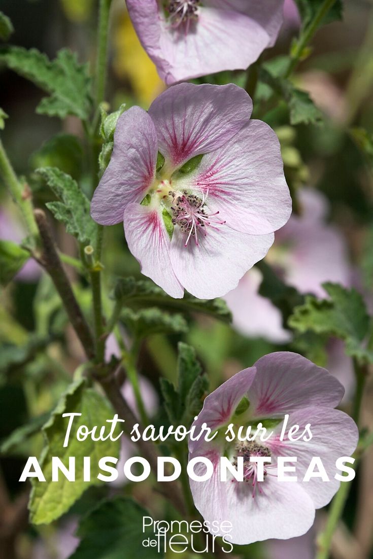 anisodontea tout savoir