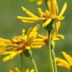 Arnica : culture, semis, bienfaits