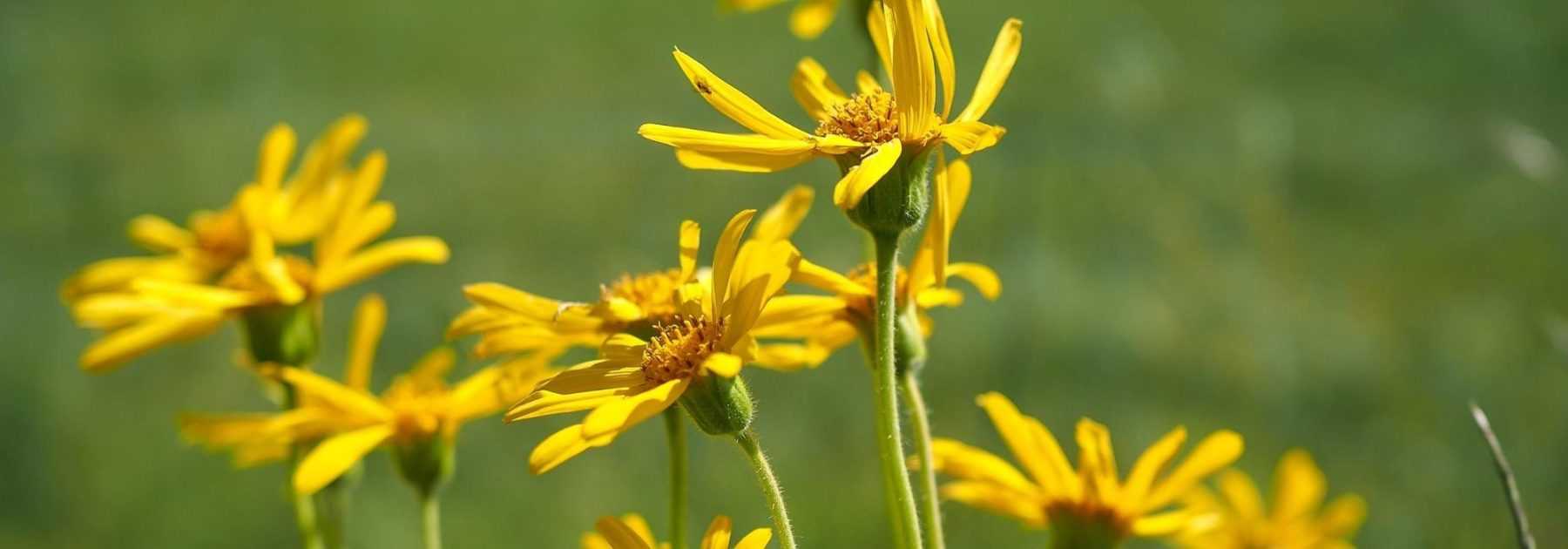 Arnica : culture, semis, bienfaits