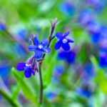 Buglosse, Anchusa : planter, cultiver