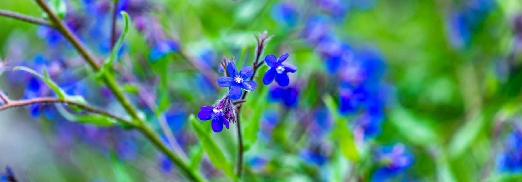 Buglosse, Anchusa : planter, cultiver