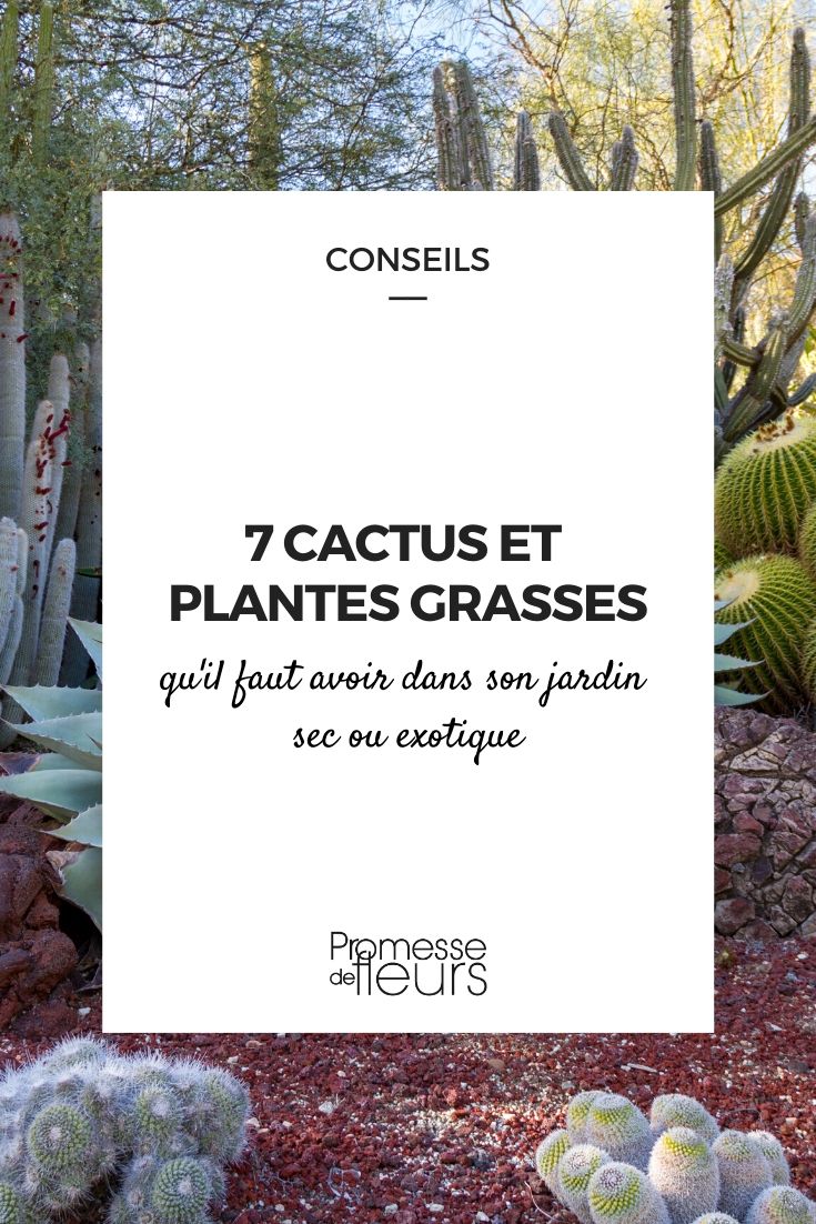 7 cactus et plantes grasses incontournables