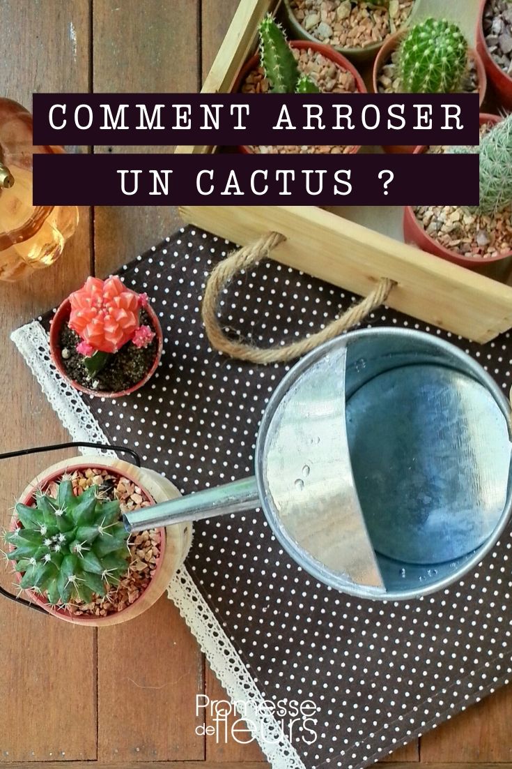 cactus : comment bien arroser ?