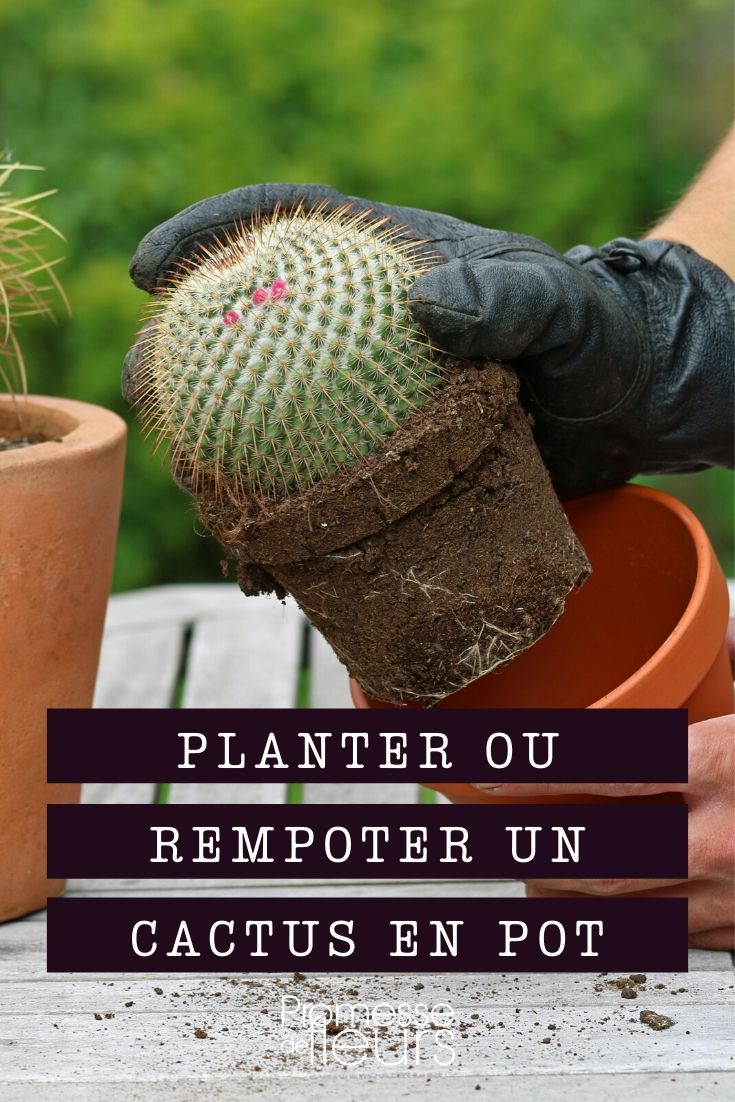 Où j'ai trouvé mes cache-pots pour mes plantes 🌿 plein d'adresses