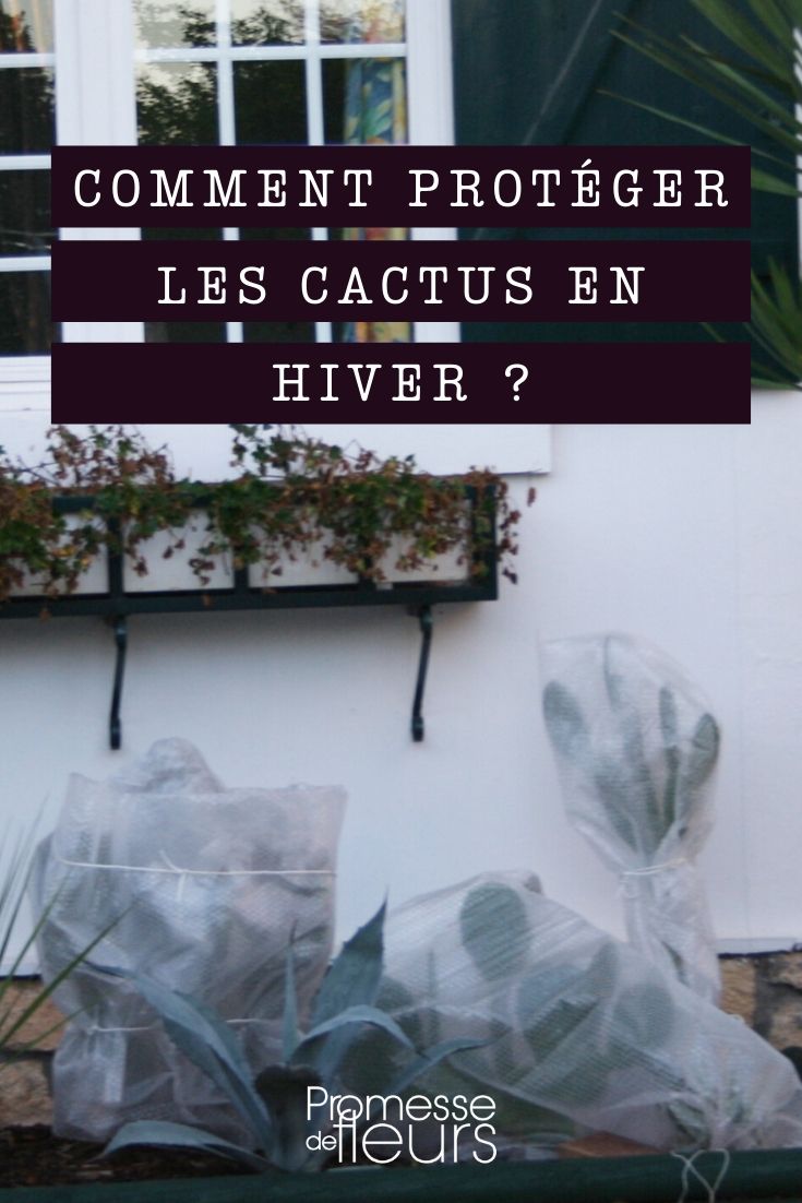 protéger un cactus en hiver