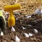 Le calendrier potager - Février