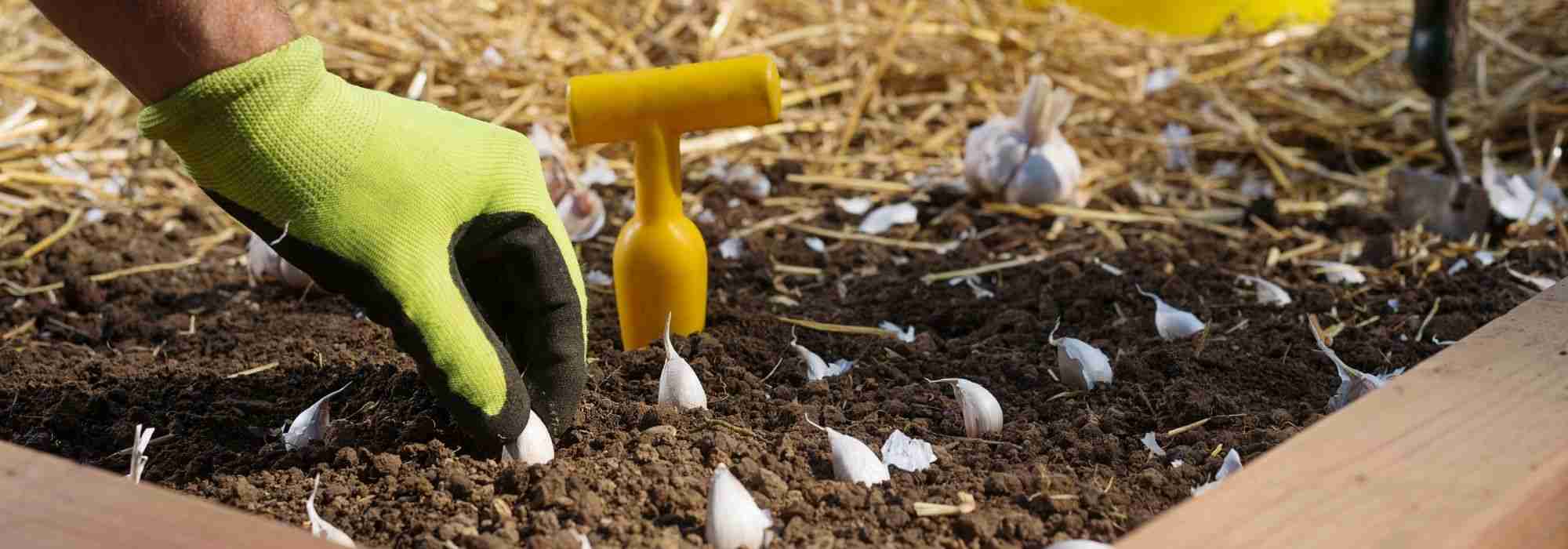 Le calendrier potager - Février