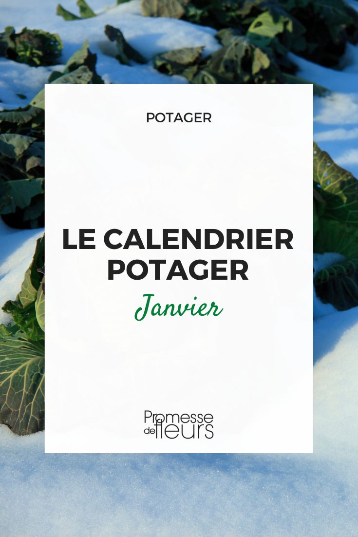 calendrier potager janvier