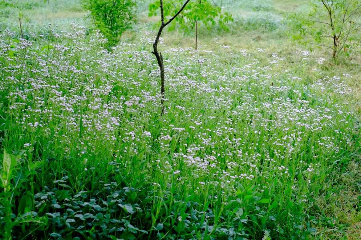 cardamine