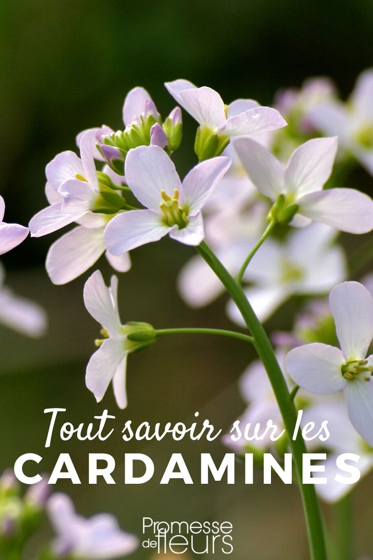 cardamine tout savoir