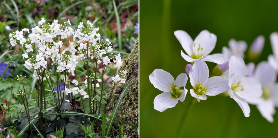 cardamine