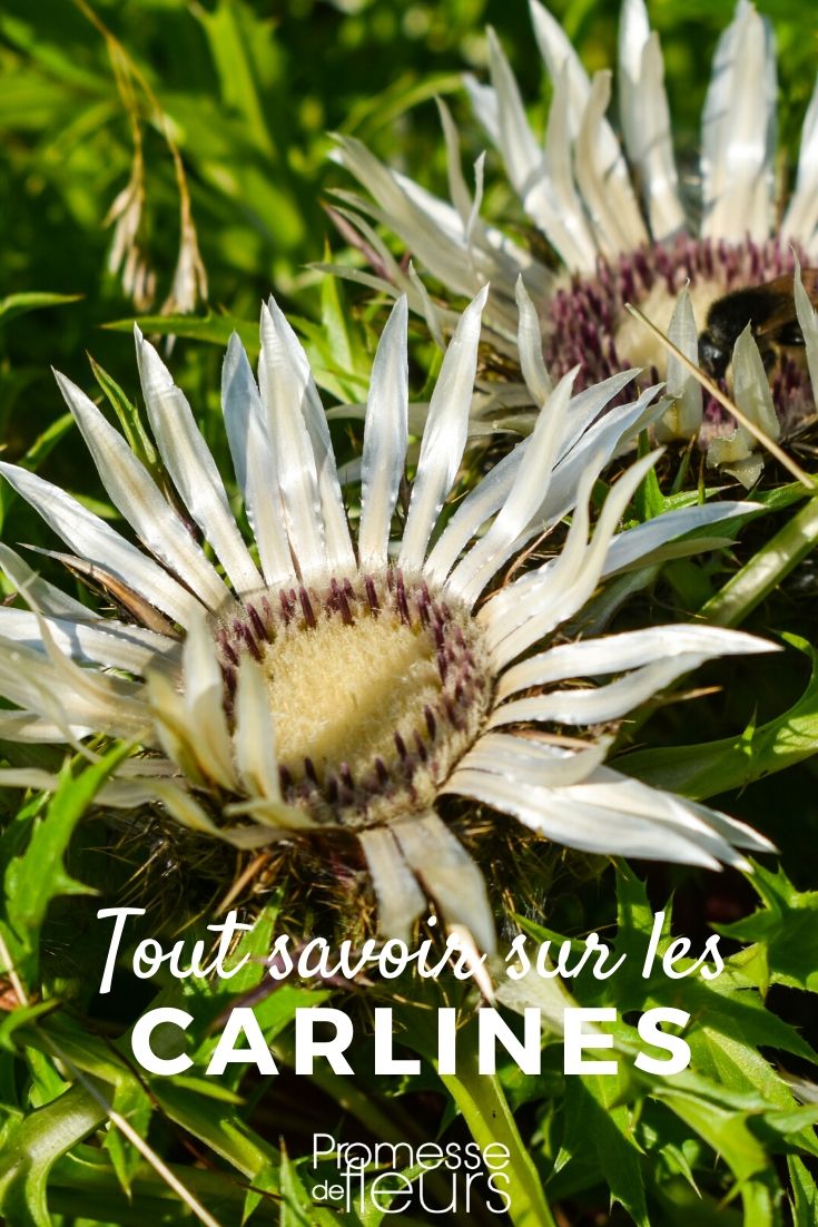 carlina acaule tout savoir