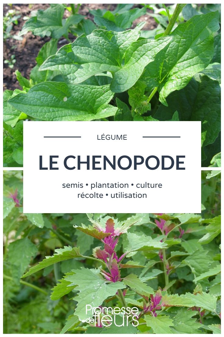 chenopode tout savoir