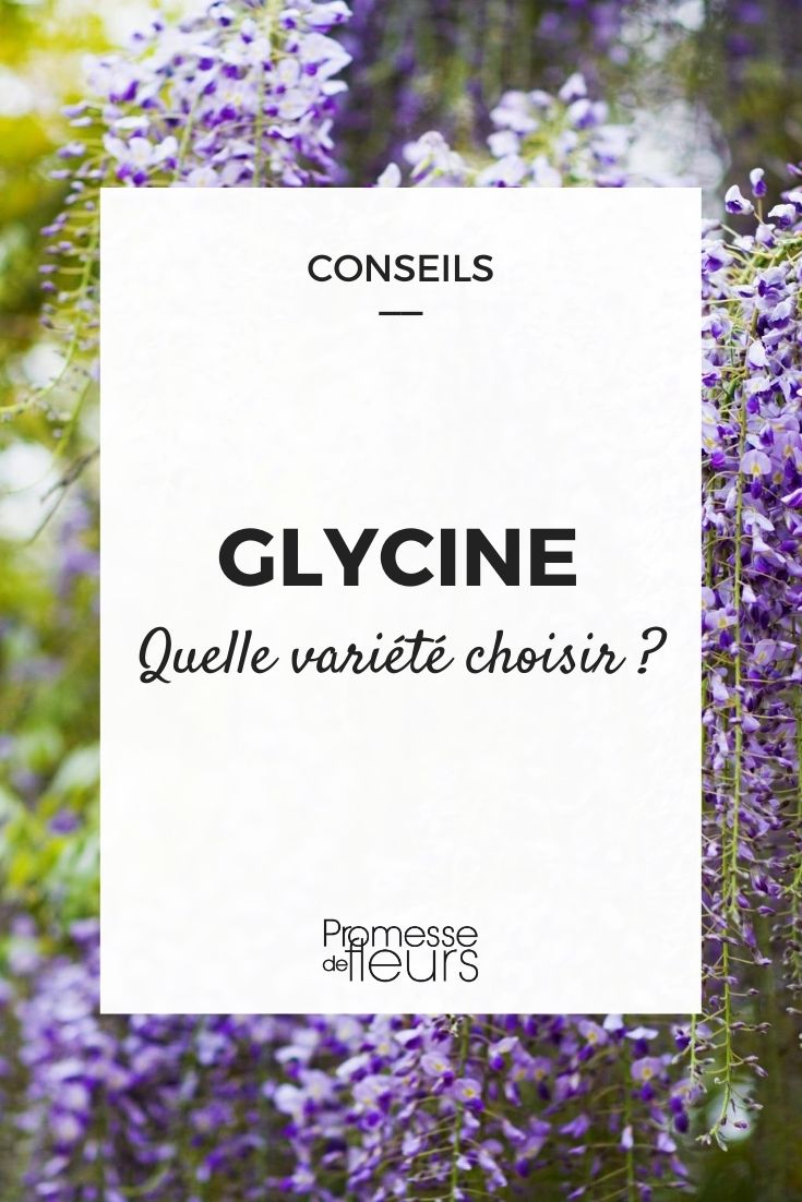 glycine, guide d'achat