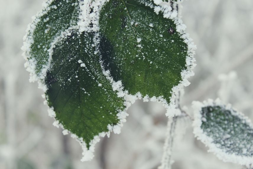 climat et zone de rusticité