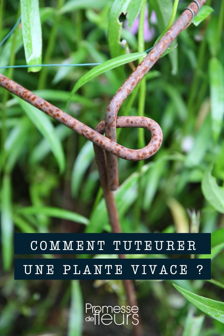 tuteurage plante vivace