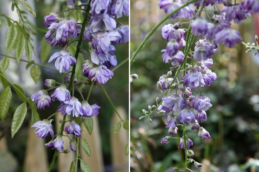 glycine, guide d'achat