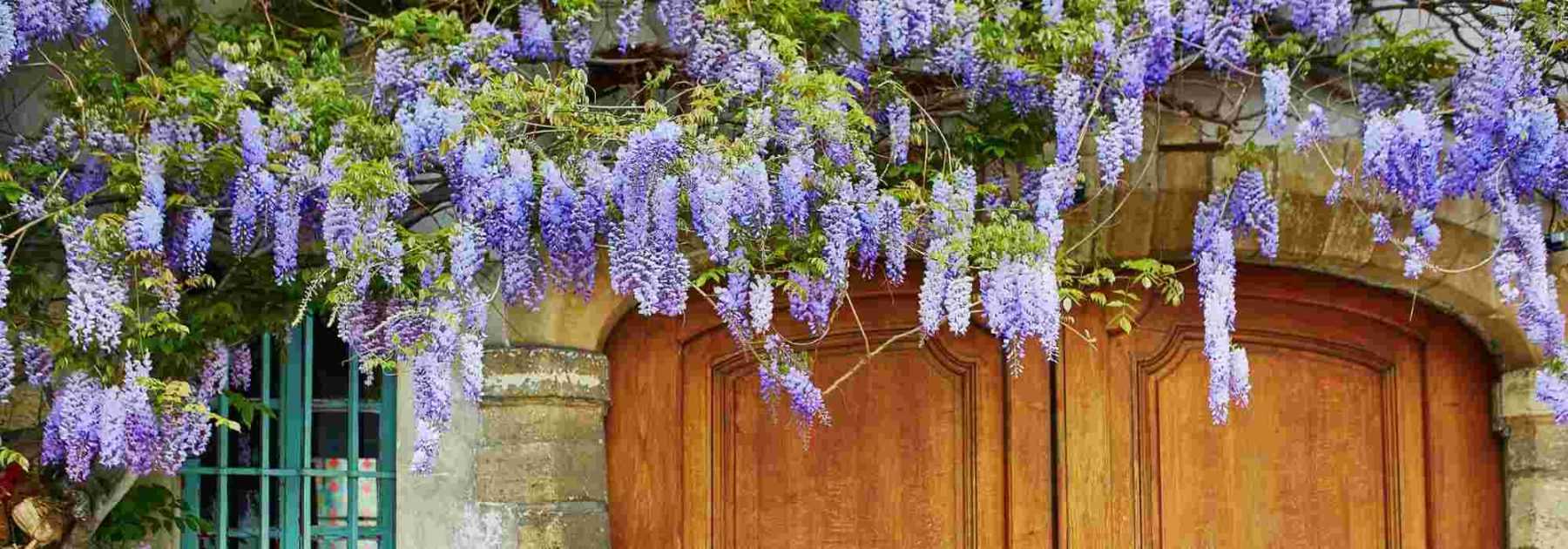 Glycine : comment bien entretenir cette fleur de printemps ?